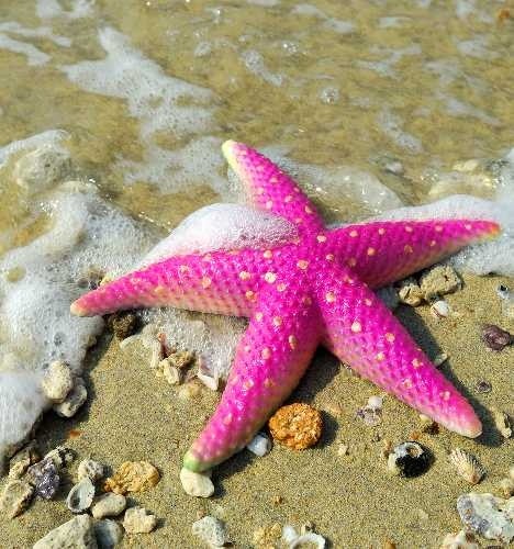 Photo:  marine star